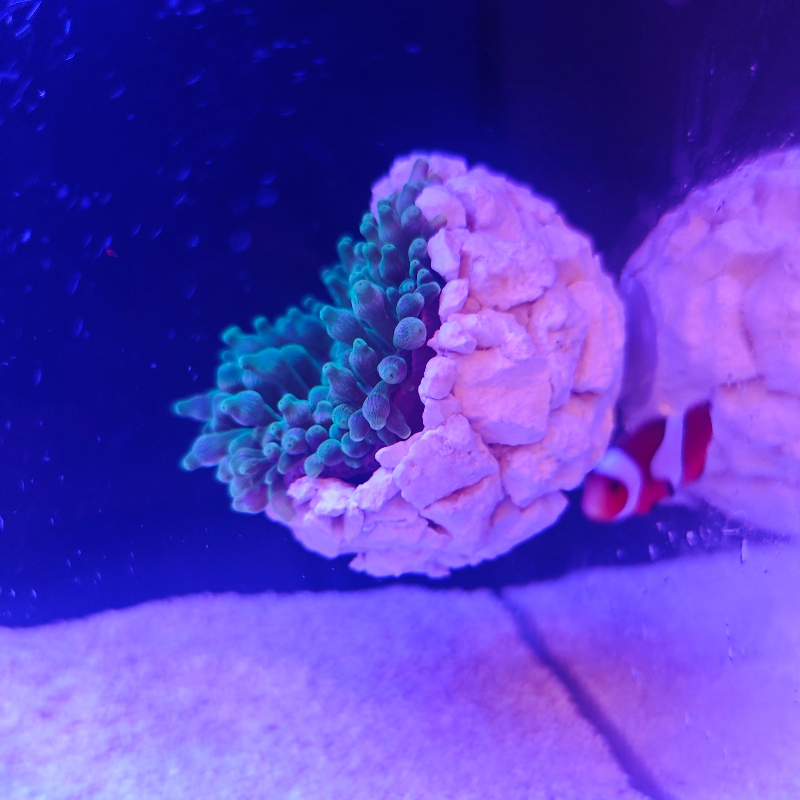 New DIY Handmade Floating Magn - đánh giá và giá Coral Frag Plug