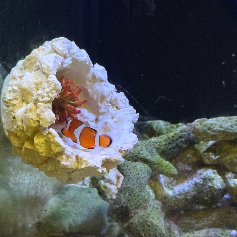 New DIY Handmade Floating Magn - đánh giá và giá Coral Frag Plug
