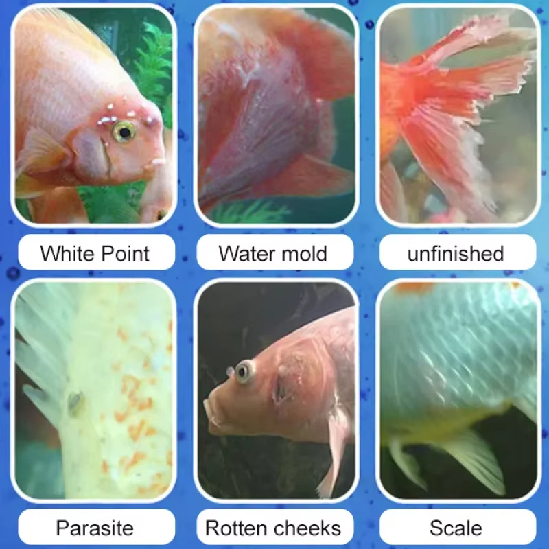 SIKEZHAN Fish Disease Treatmen - đánh giá và giá Marine Aquarium Bacteria