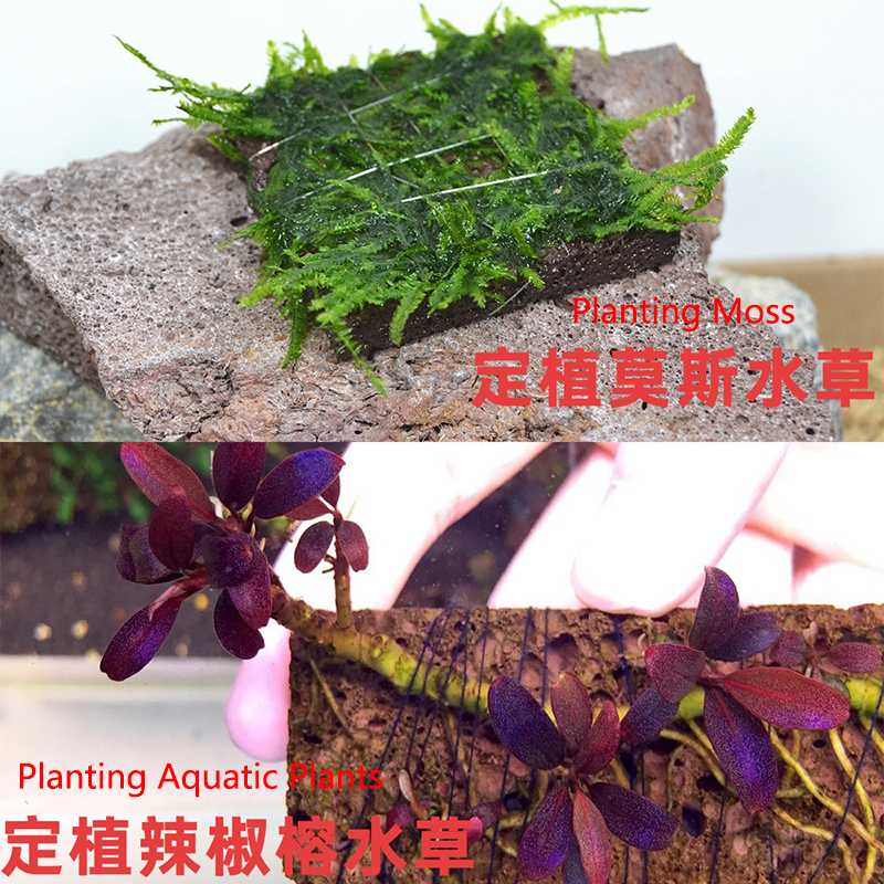 Volcanic Aquarium Decoration F - đánh giá và giá Coral Frag Plug