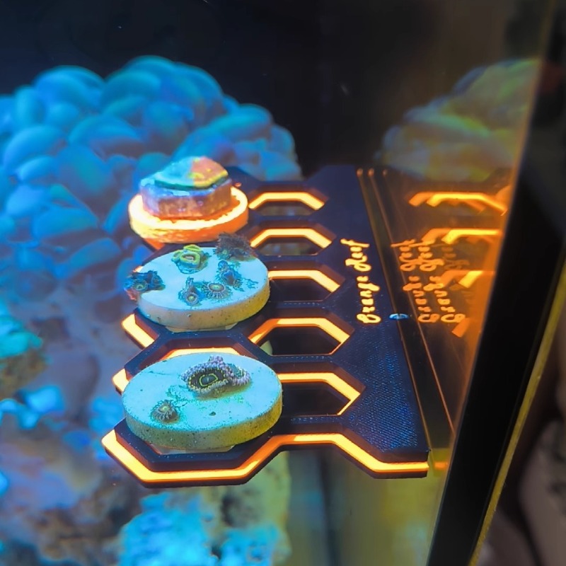 Fluorescent Magnetic Coral Fra - đánh giá và giá Coral Frag Plug