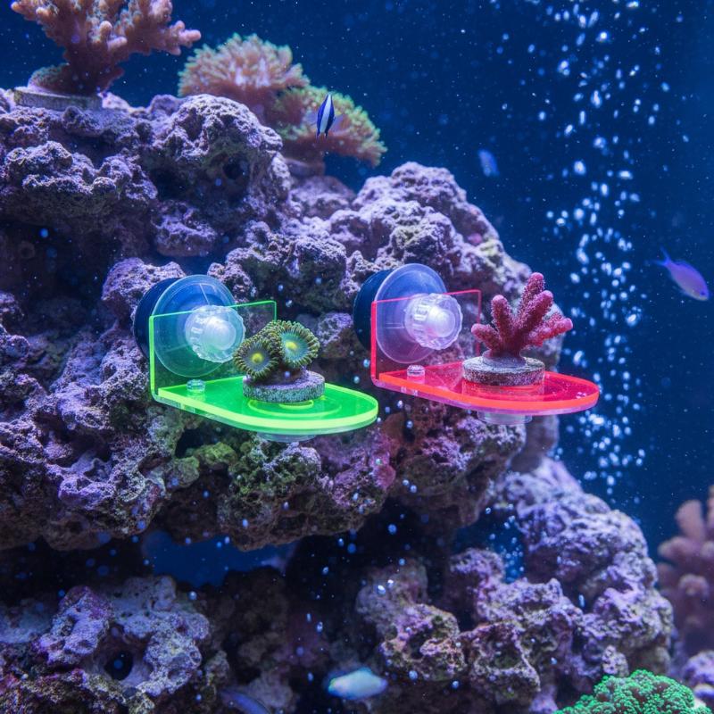 1Pcs Acrylic Fluorescent SPS C - đánh giá và giá Coral Frag Plug
